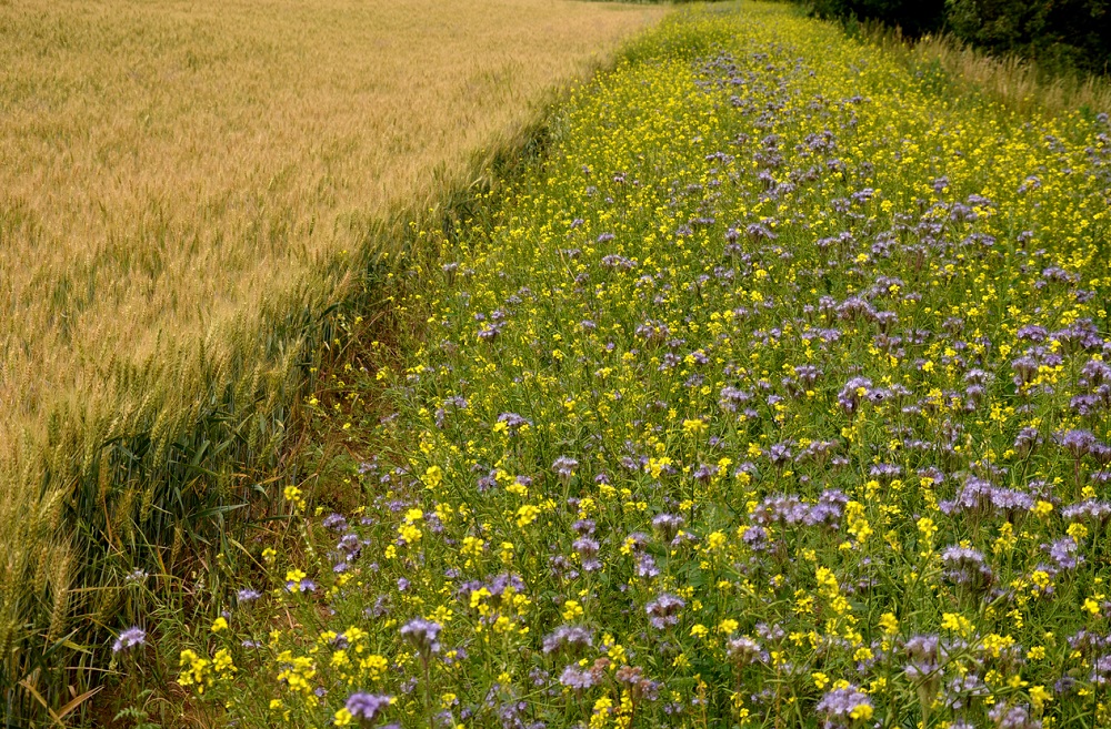 Blauwbloeiende bundel en gele mosterd als voederband langs een tarweveld voor bijen en insecten. Het landschap is gevarieerder wanneer het veld wordt begrensd door een bloeiend gewas, beekeepx via iStock