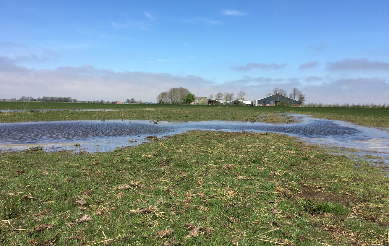 Plas-dras weidevogelgebied - Anne Jansma