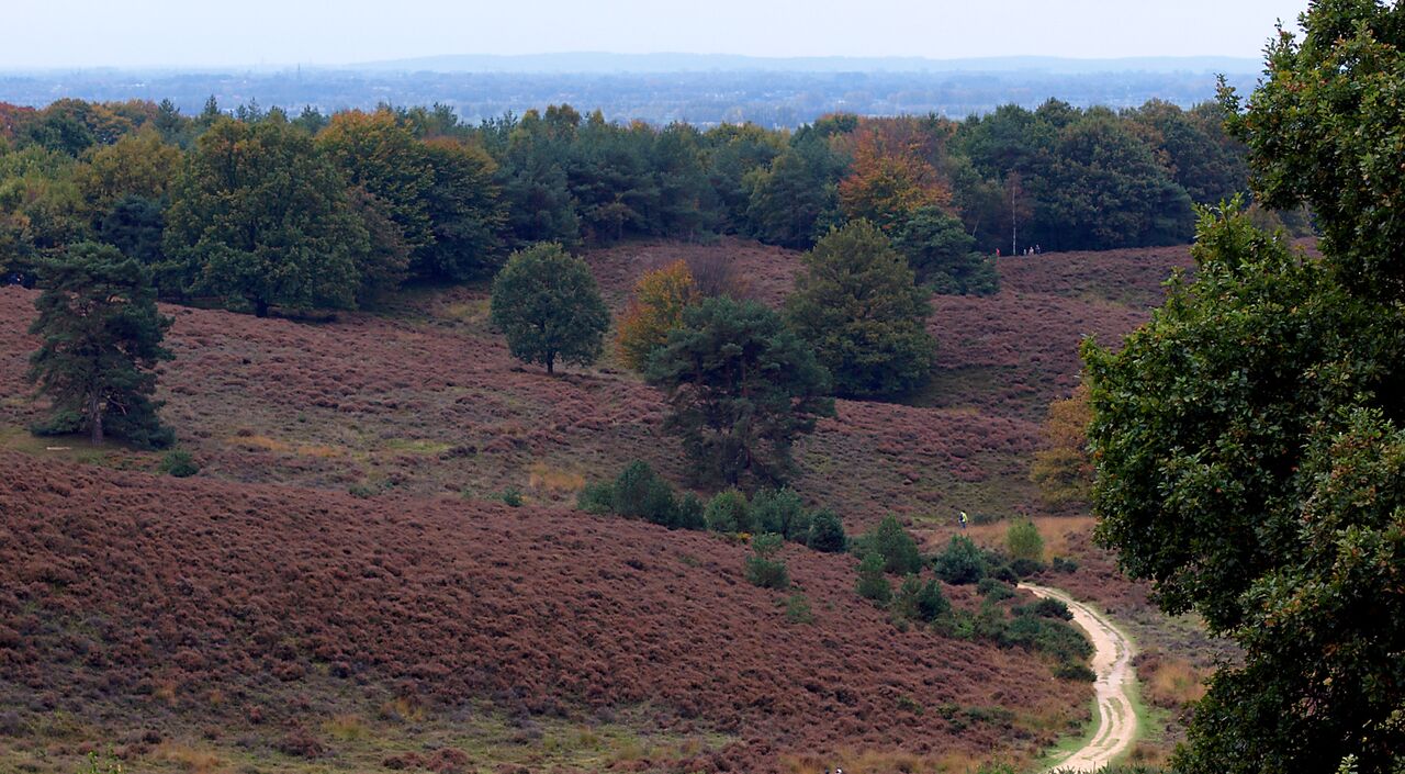 Veluwe natuur