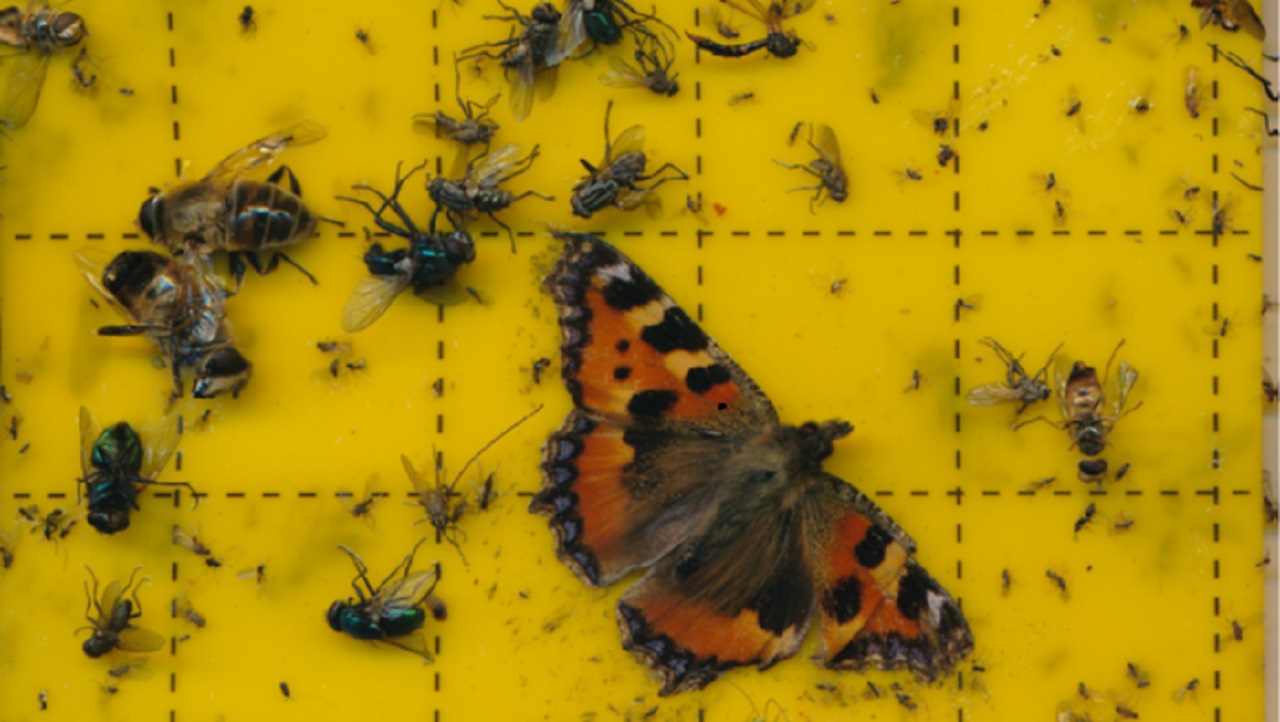 vangplaatje insecten - ©Hogeschool van Hall Larenstein