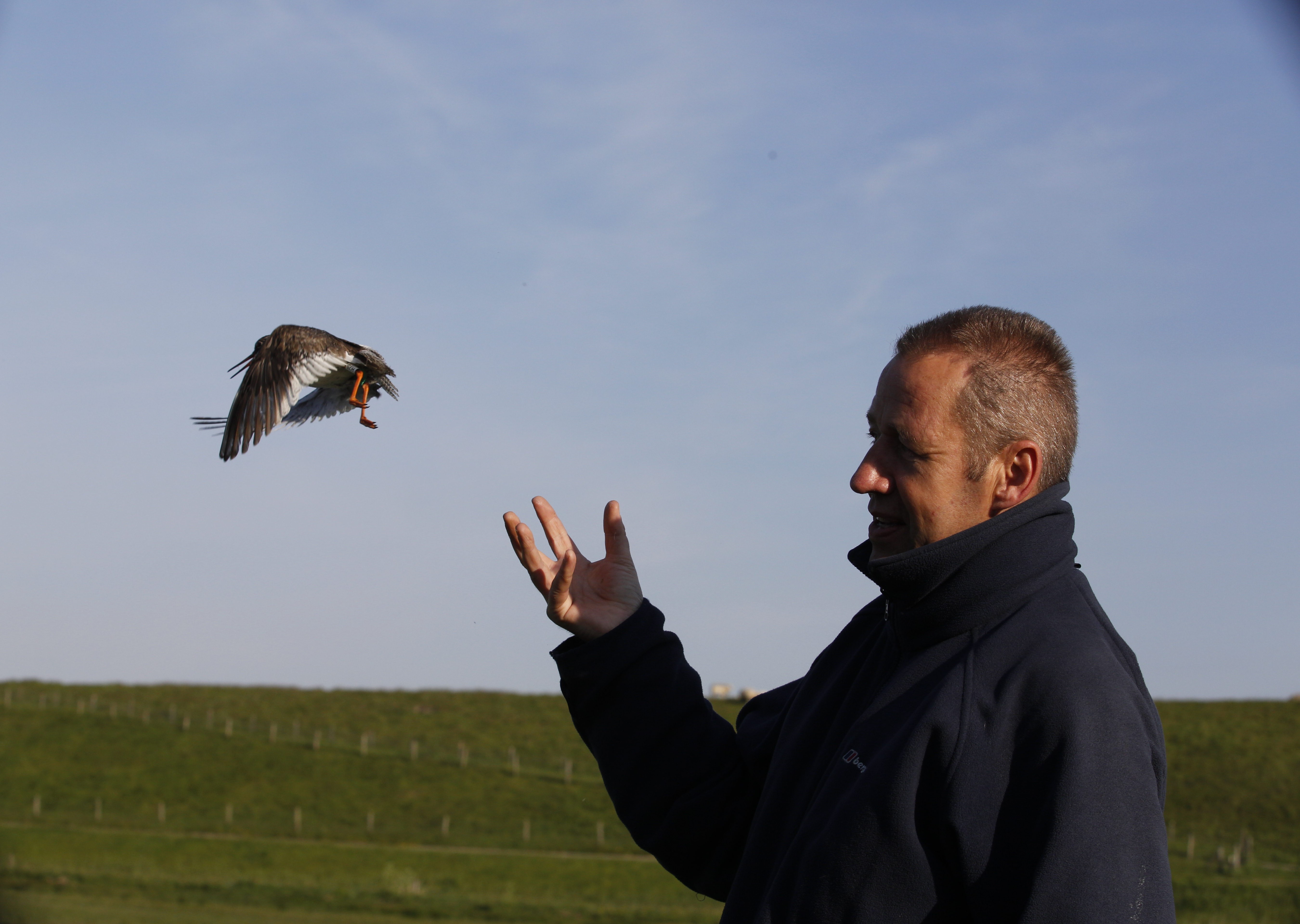Wim Tijsen laat een pas geringde tureluur los (foto: Mart Smit)
