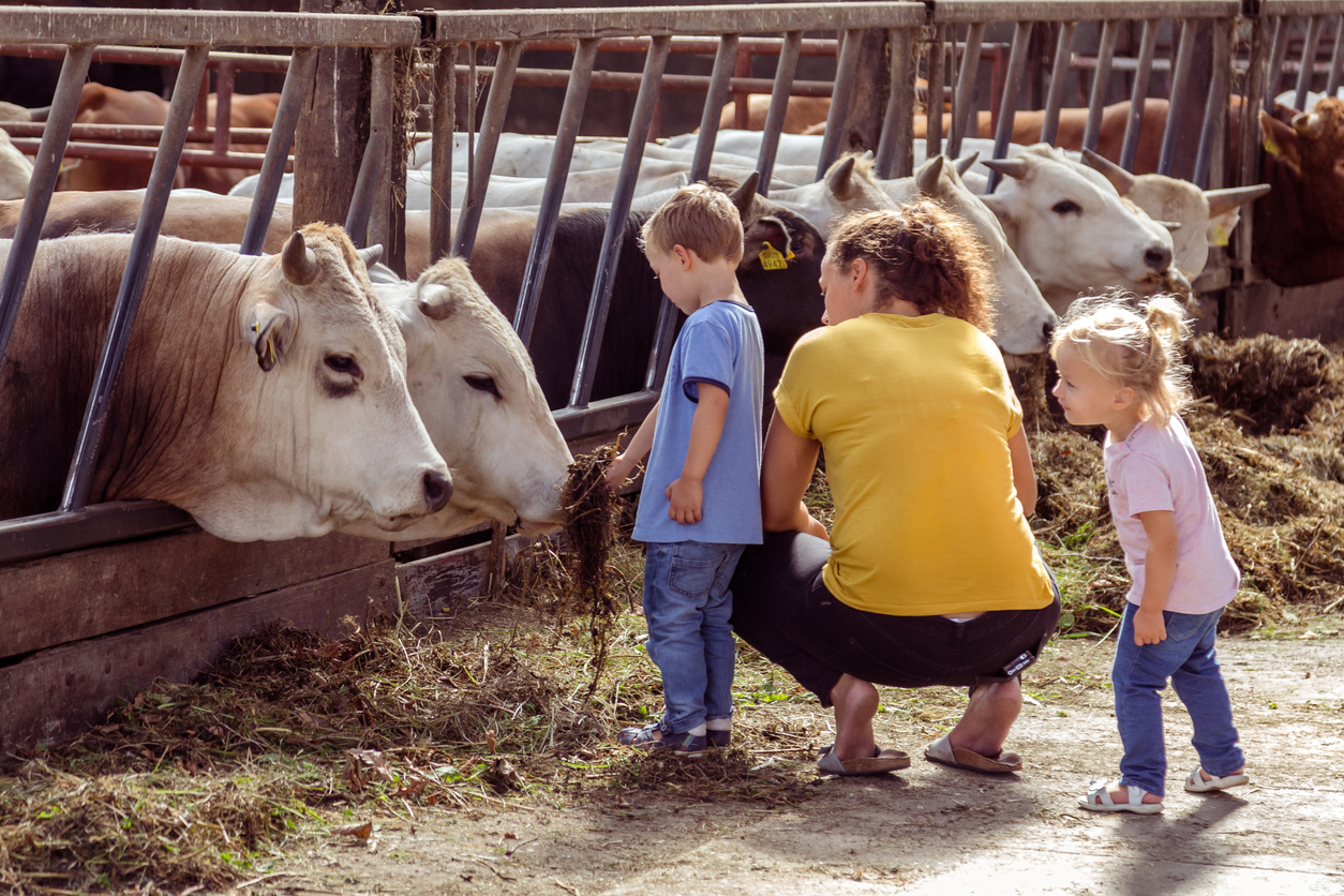 Begeleider met kinderen bij koeien in de stal - Hilda Weges via iStock