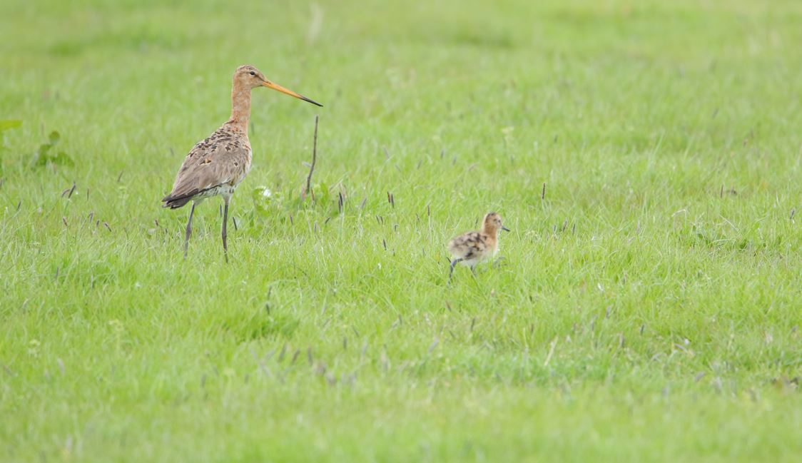 Grutto met kuiken - © Annemarie Loof