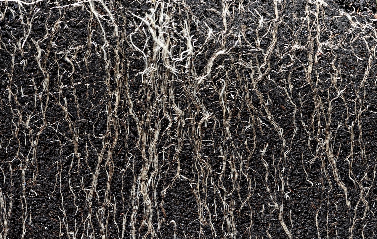 Doorsnede van een bodem met wortels - VR19 via iStock