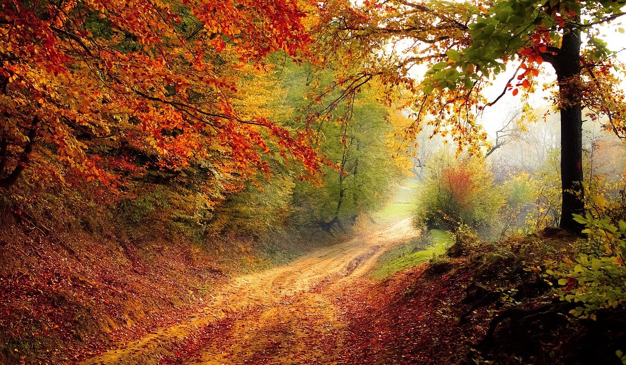Bospad in herfst - door Valiphotos via Pixabay