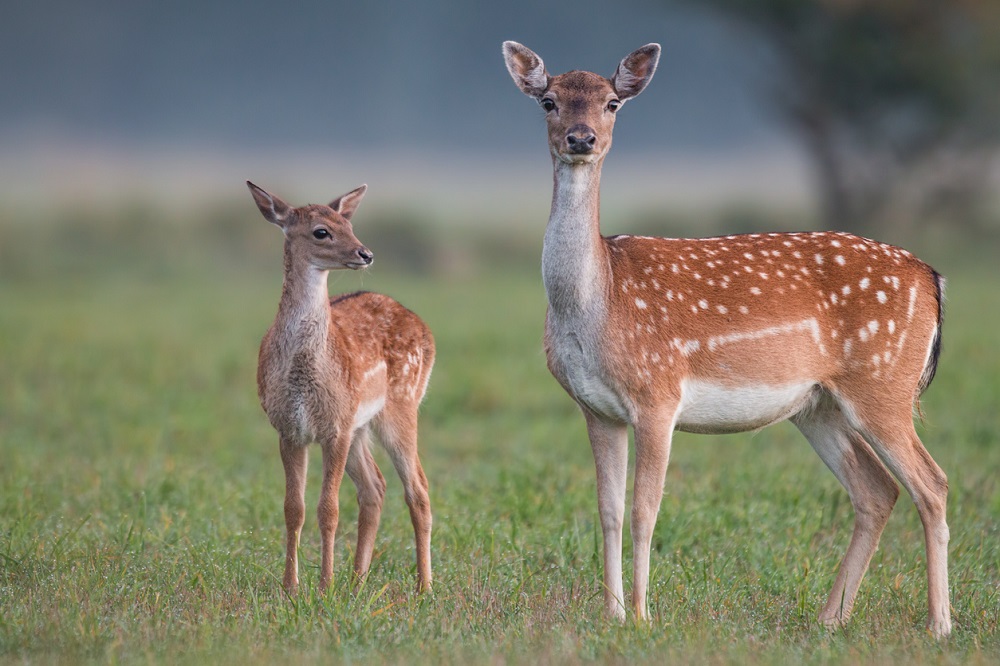 Doe en fawn damherten, dama dama, in herfst kleuren, JMrocek via iStock