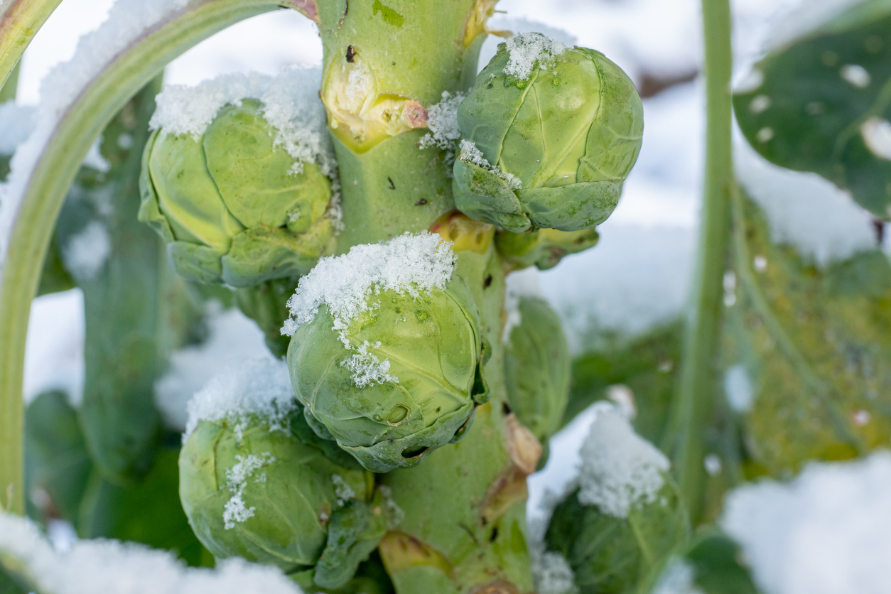 Detail spruitenplant in winter - xtrekx via iStock