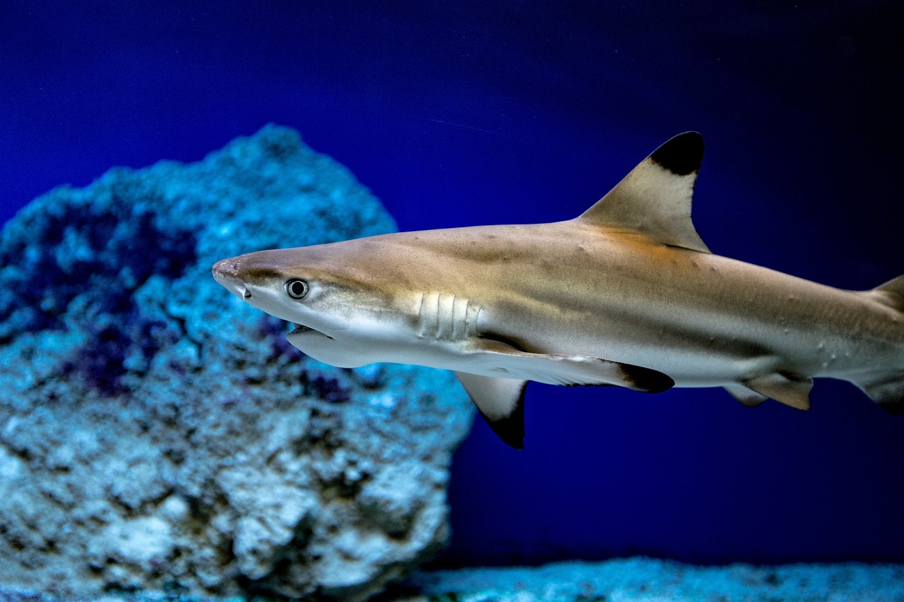 haai in aquarium - Mark via Pixabay