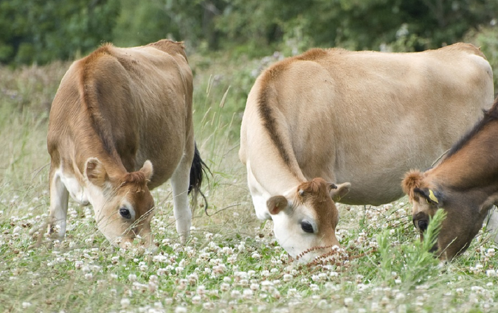 The Jersey cow.., Olesya22 via iStock