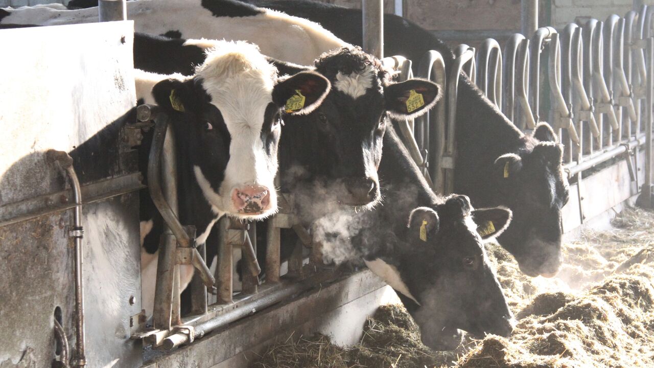 Koeien op stal - Eddy Teenstra via WUR Brandportal