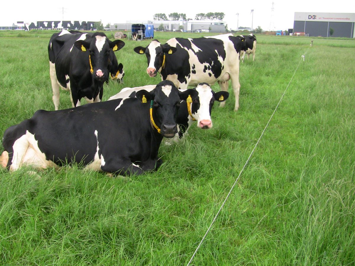 Vers gras (Integraal Aanpakken)