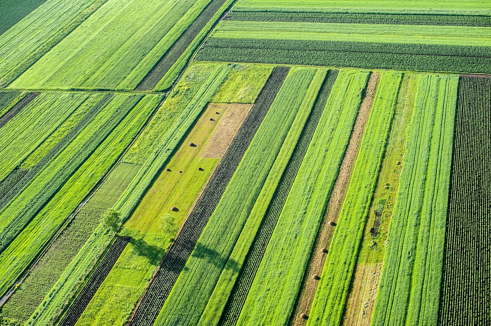 Luchtfoto strokenteelt - Kristo Robert via Shutterstock