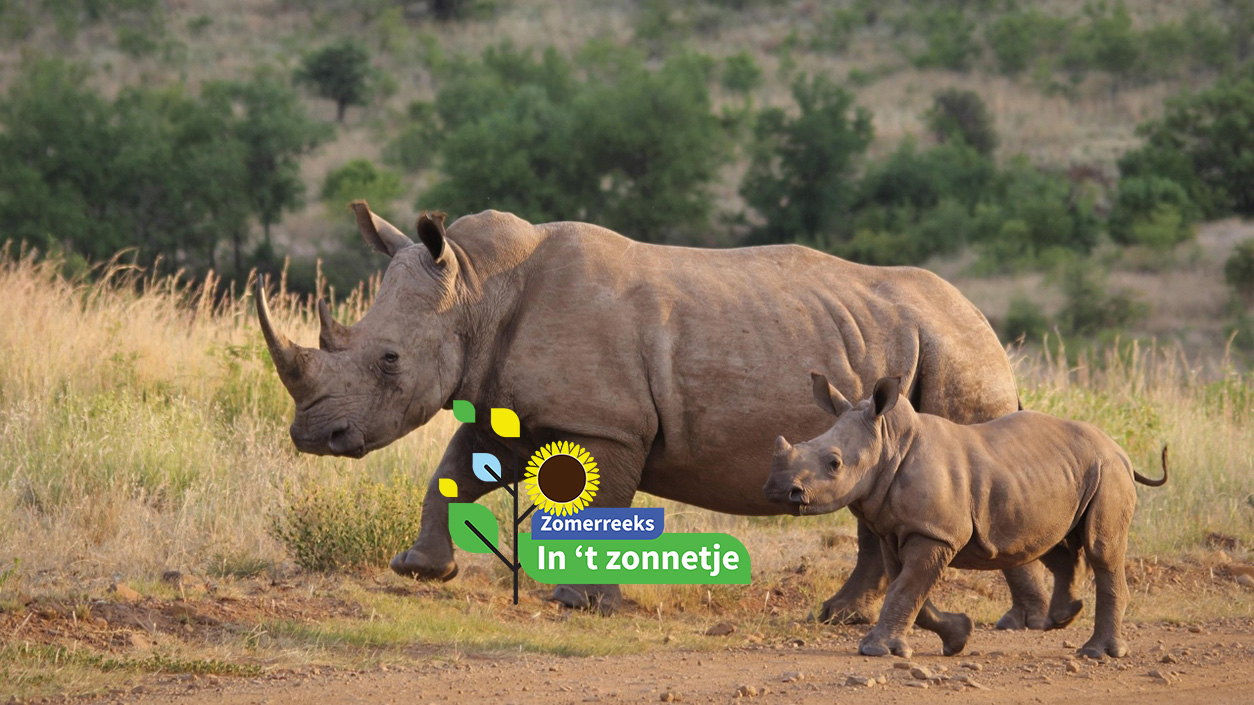 Neushoorn met kalf - Nel Botha via Pixabay