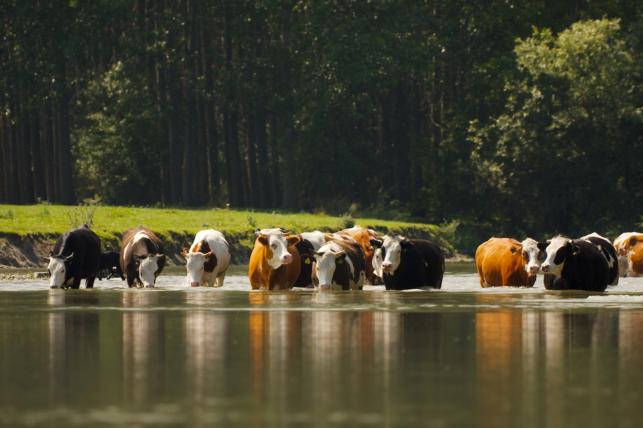 Cows in the water, Gudella via iStock