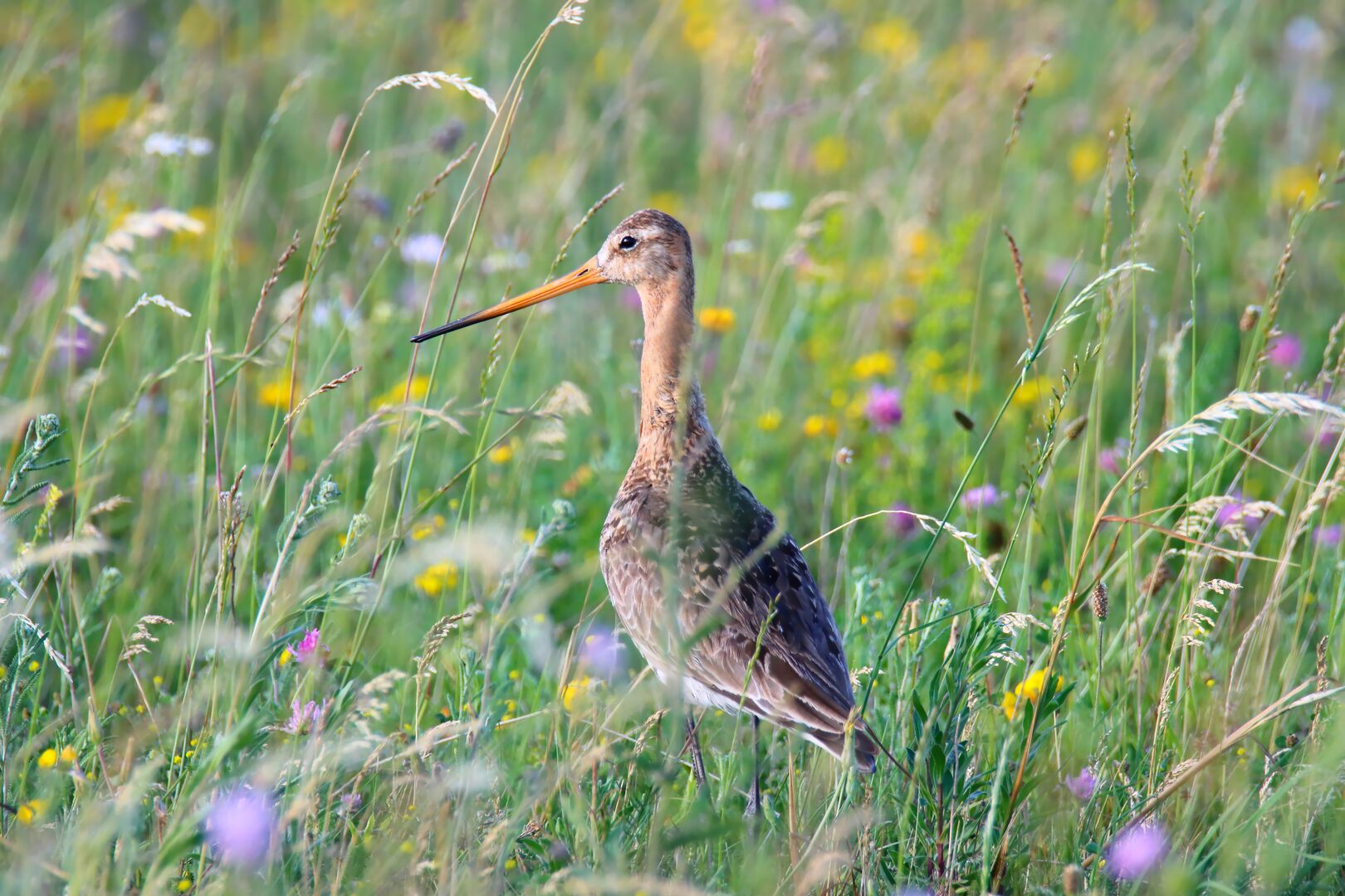 Grutto - Leo Bucher via Shutterstock