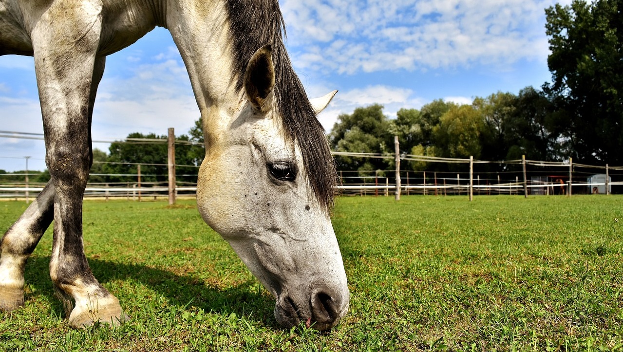wit paard (schimmel) in weide - Alexa via Pixabay