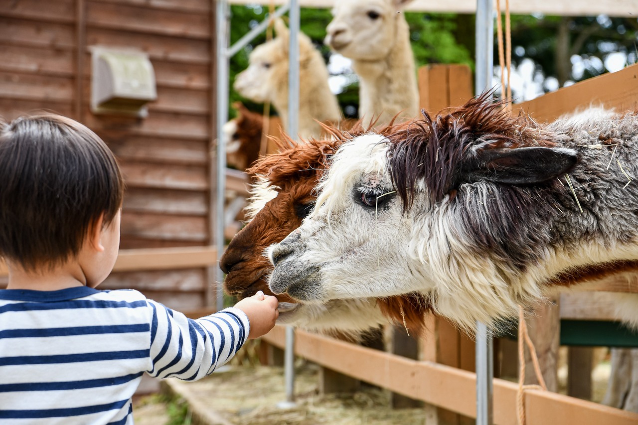Alpaca op kinderboerderij - Johnny_px via pixabay