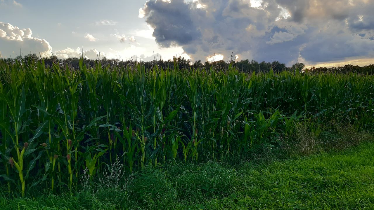 maisveld met wolkenlucht - Tessa Jacobs