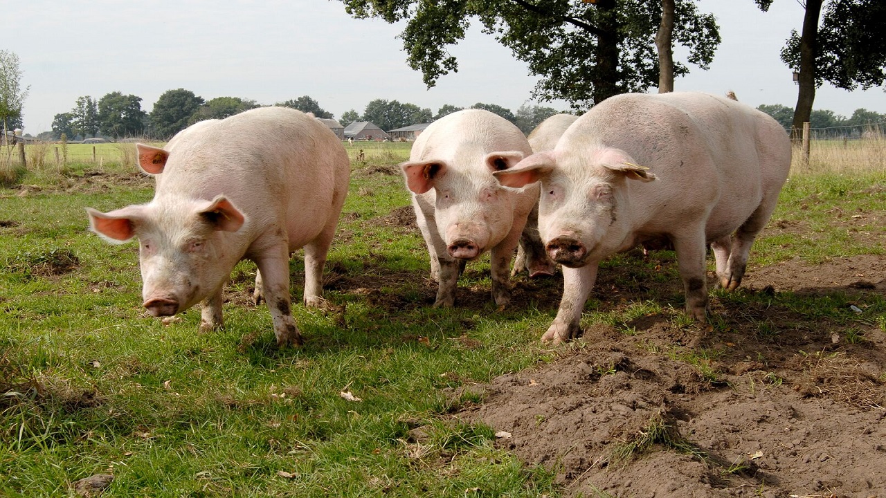 Varkens in de wei - Fred van Welie via Wageningen UR