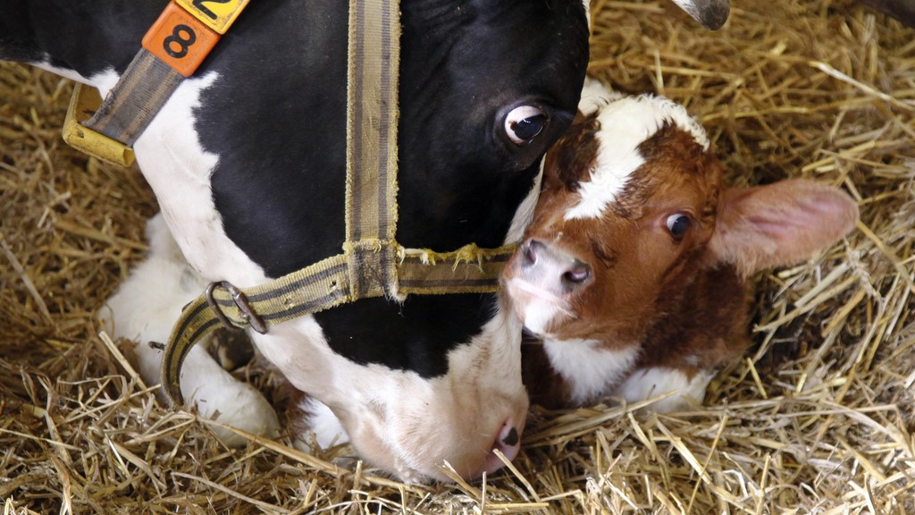 Zwarte koe en rode kalf in stro van schuur op Nederlandse biologische boerderij, ahavelaar via iStock