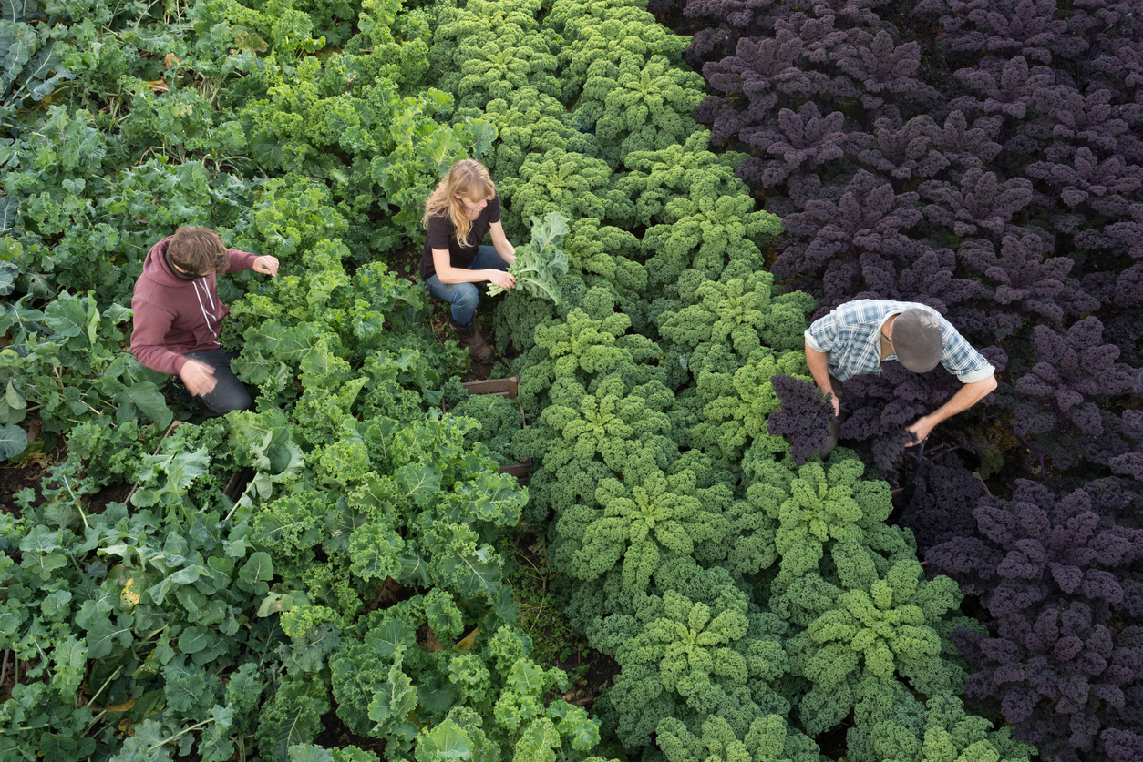 Three people in field picking organic kale and vegetables - Photography Firm by iStock