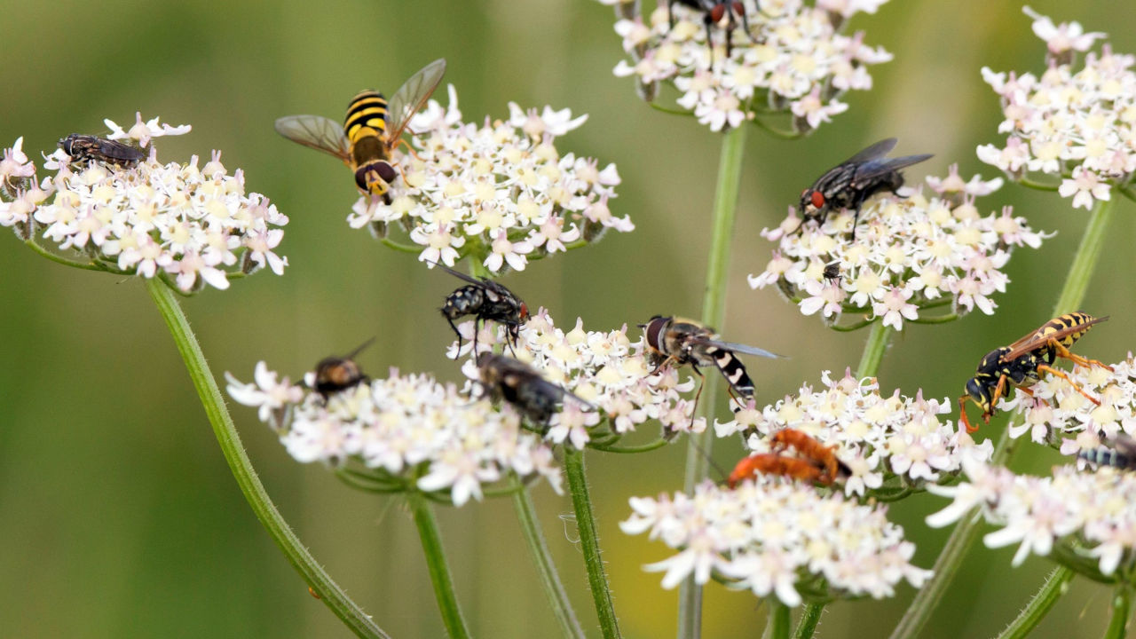 Soorten - © Leo van Overbeek/Natuurmonumenten