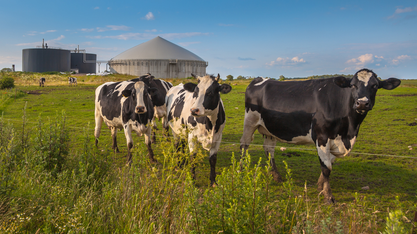Koeien in weiland voor een monovergister - Rudmer Zwerver via iStock