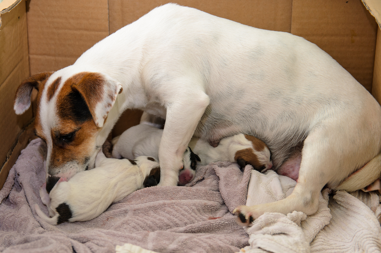 Hond pups Jack Russell Terriër direct na de geboorte, hond moeder voor hen zorgt, ucho103 via iStock