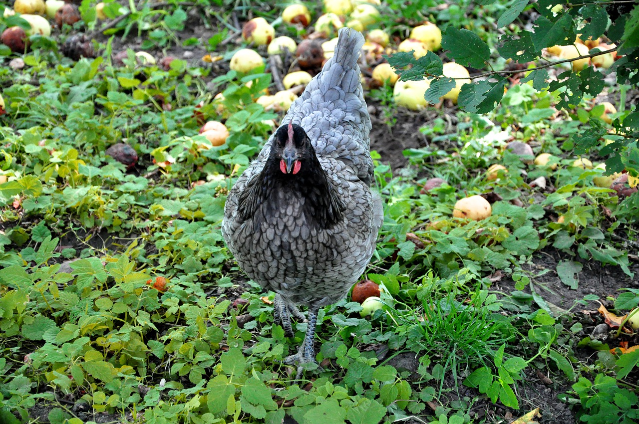 kip onder fruitbomen, oohajo, pixabay
