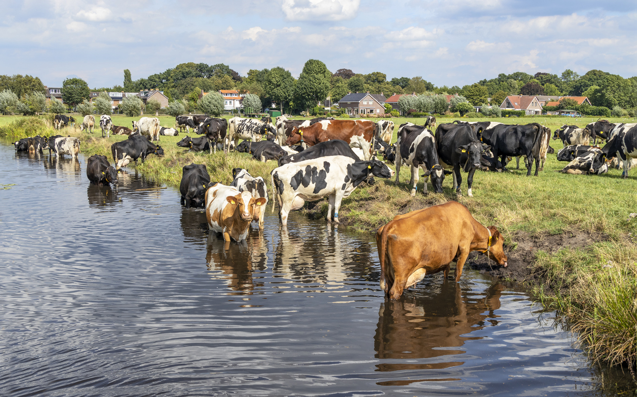 Koeien zoeken verkoeling in de sloot - Clara Bastian via iStock