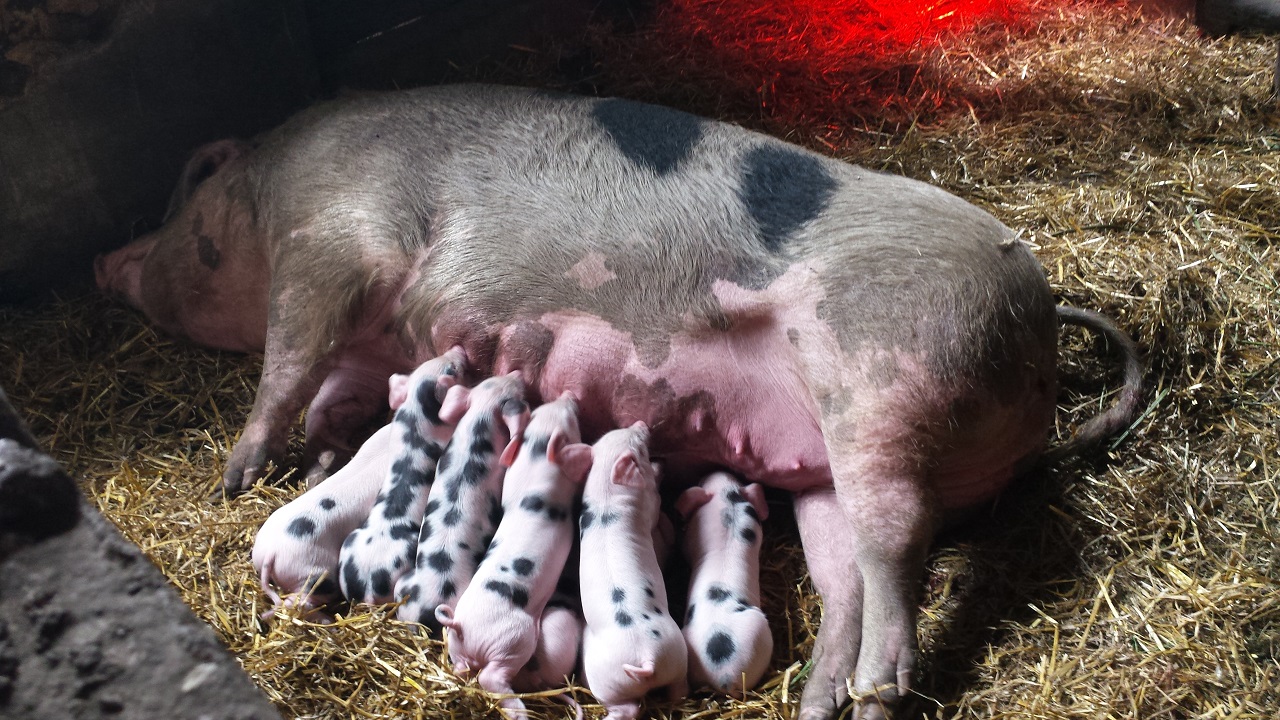 Zeug met biggen - via Bionext