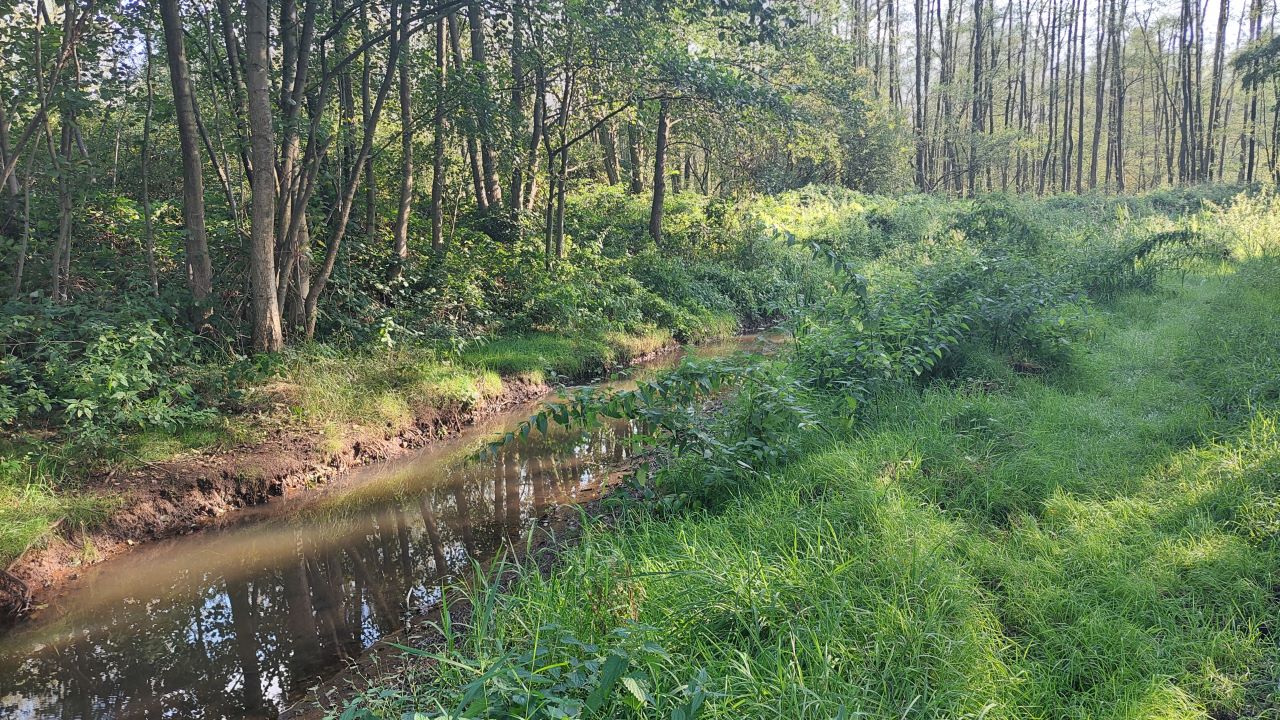 Beekloop Groote Molenbeek in bos