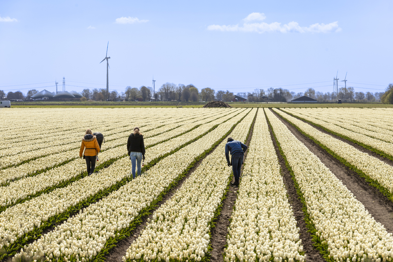 workers in a tulip field near Zeewolde in Flevoland - jan van der Wolf via iStock