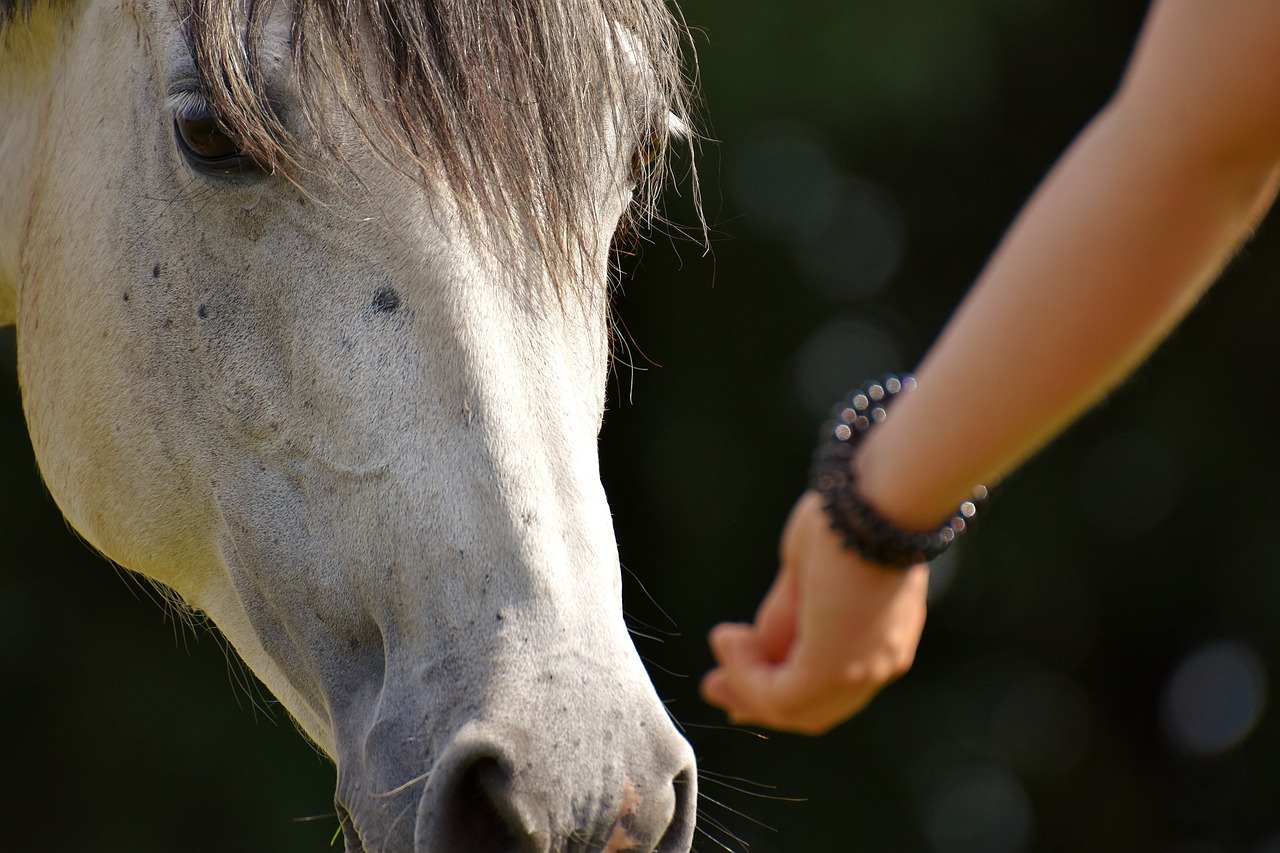 paard in training - Alexa via Pixabay