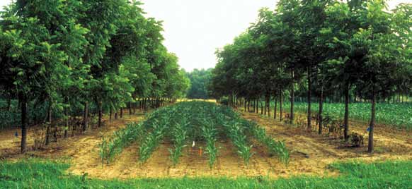 Agroforestry met maïs en walnoten - USDA NAC - Wikimedia commons