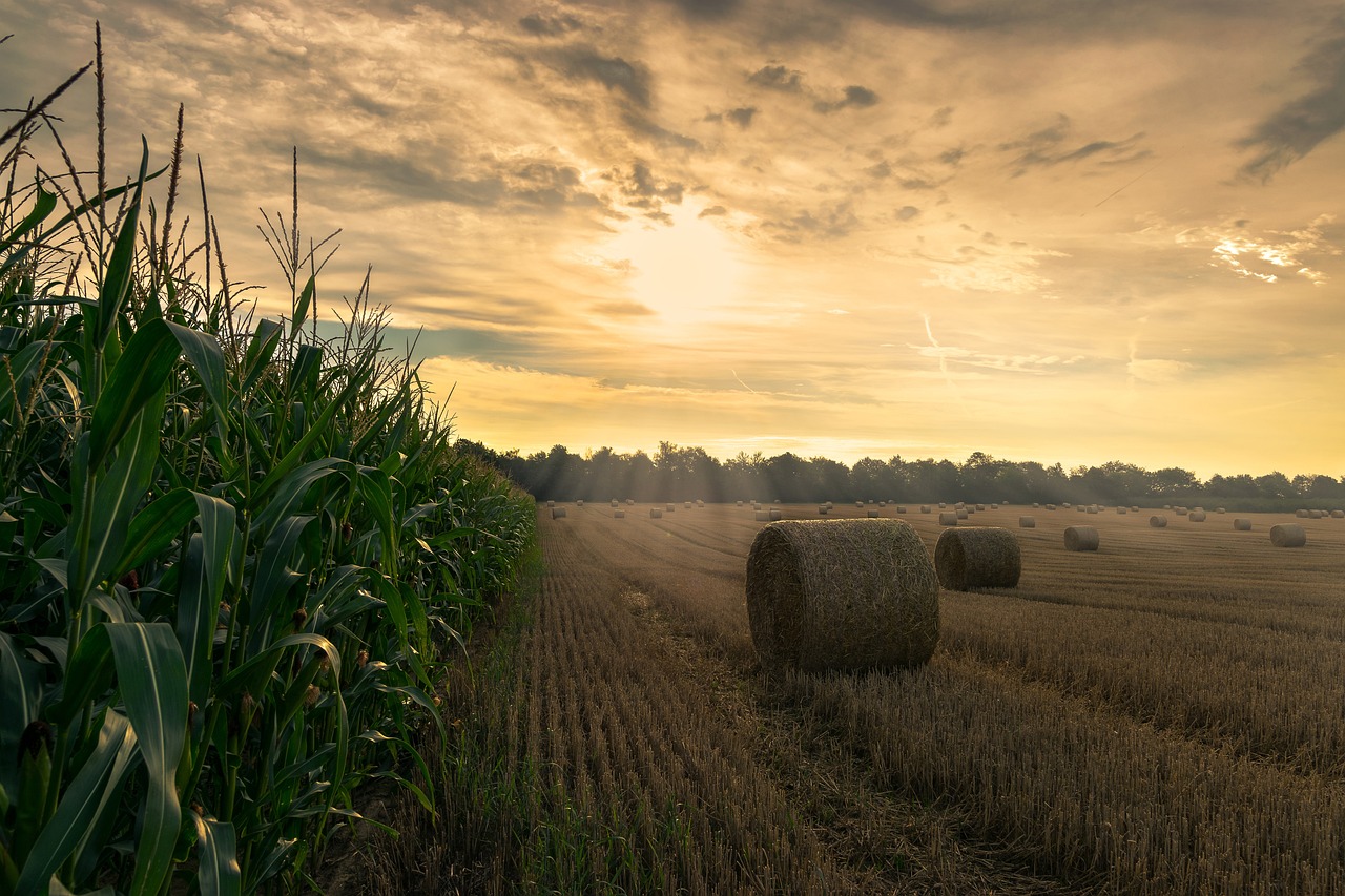 Korenveld zonsondergang - 12222786 via Pixabay