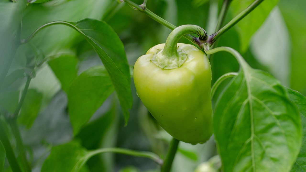 onrijpe paprika aan plant - Kathas_Fotos via pixabay