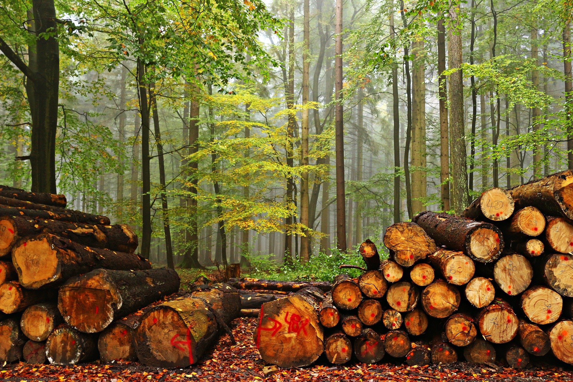 Bosbeheer door kappen - Rihaij via Pixabay
