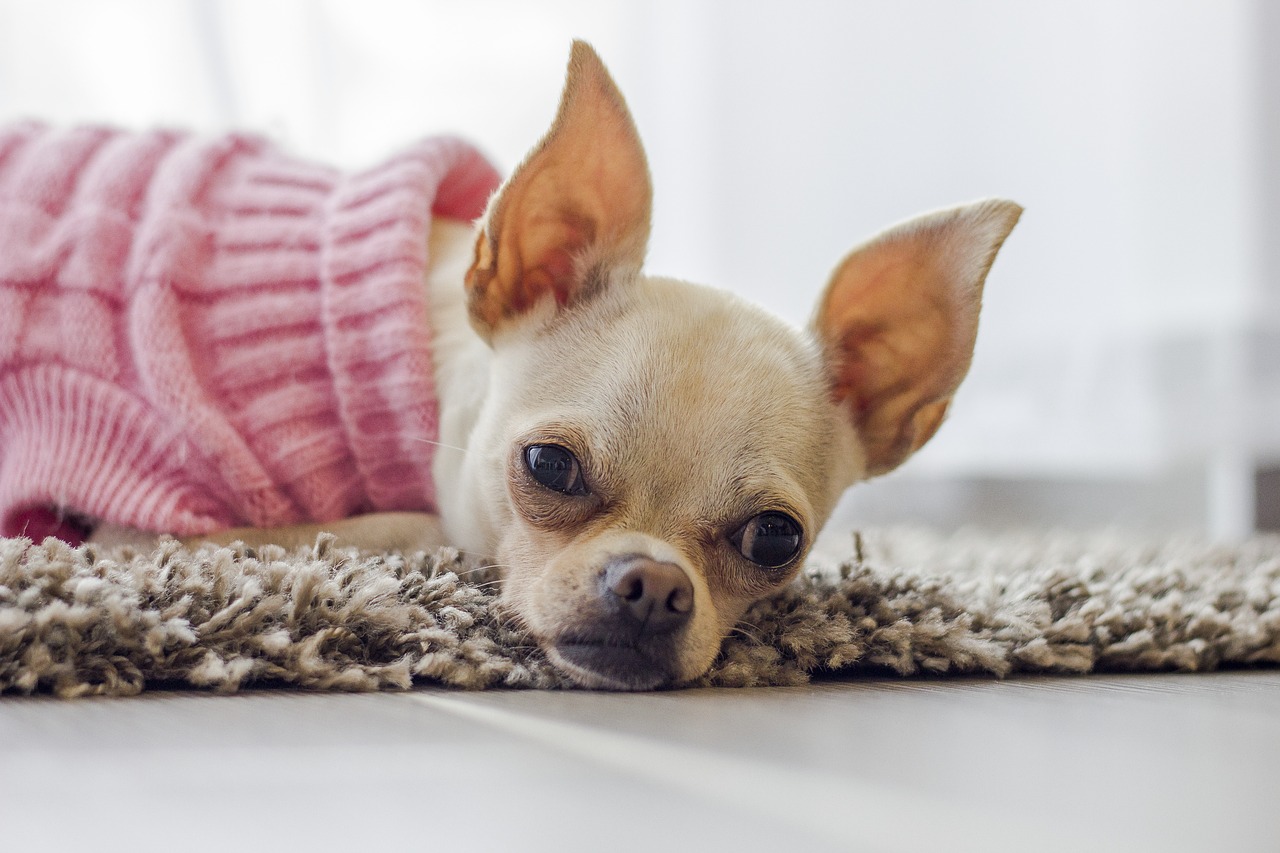 Categorie zag winnaar Hondenkleding (en) dierenmishandeling - Dierenwelzijnsweb