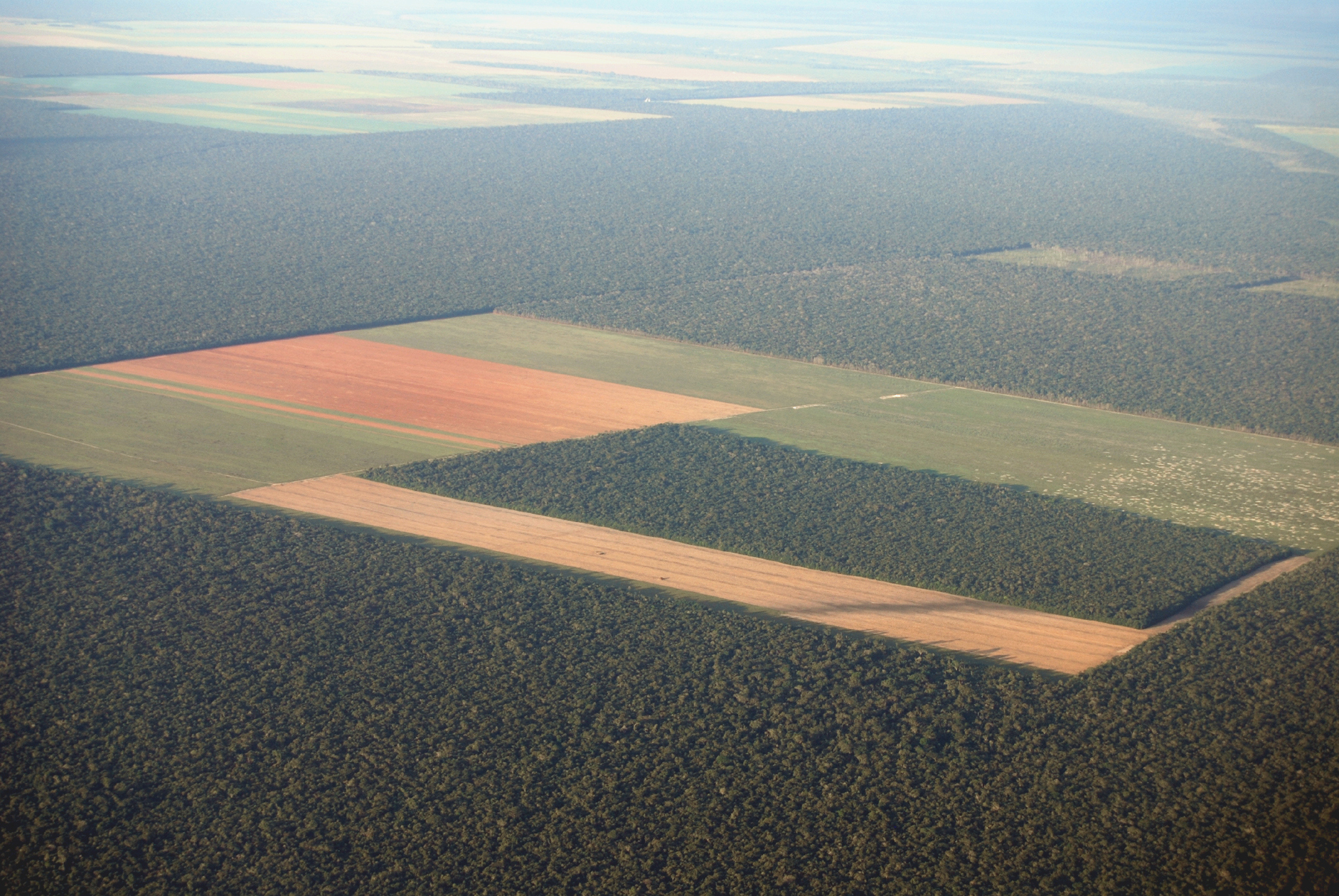 Ontbossing in de Amazone - Phototreat via iStock