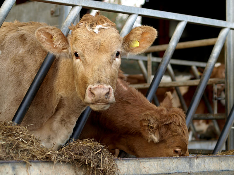 Stratford on Avon ontslaan goedkeuren Holsteinkoe rendabeler dan Jersey - Groen Kennisnet