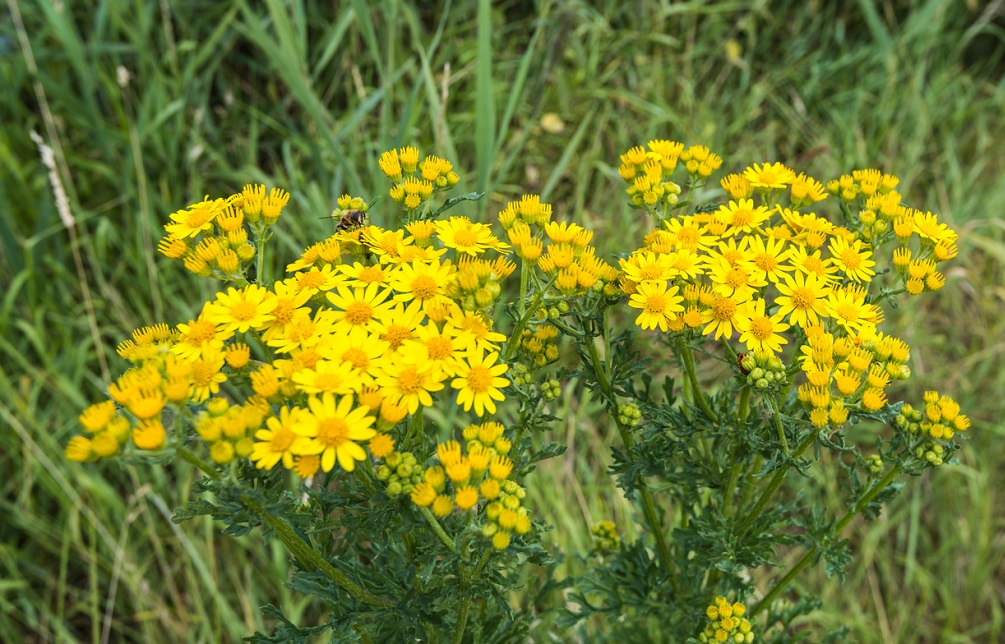 Common wasp visiting a yellow flowering Ragwort plant, RuudMorijn