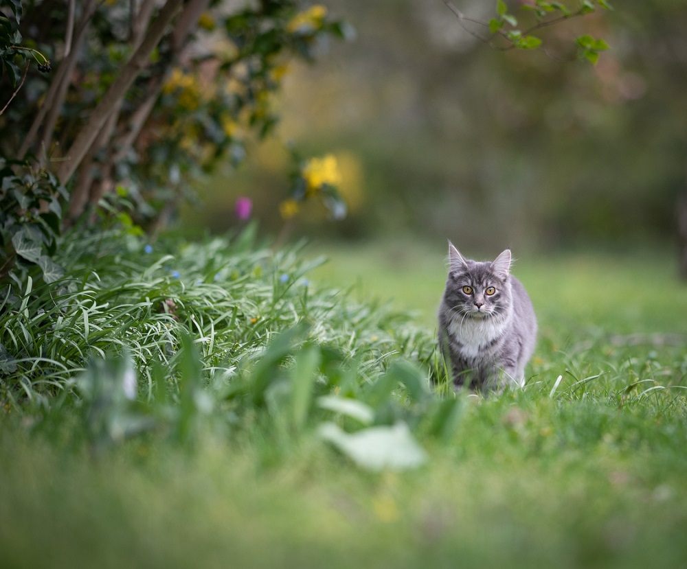 Kat in beweging, Nils Jacobi