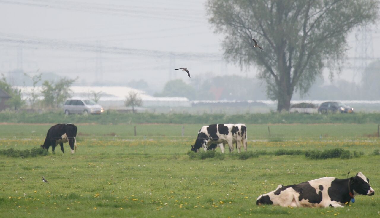 Kievit vliegt boven weiland met koeien - Eddy Teenstra, Wageningen Livestock Research