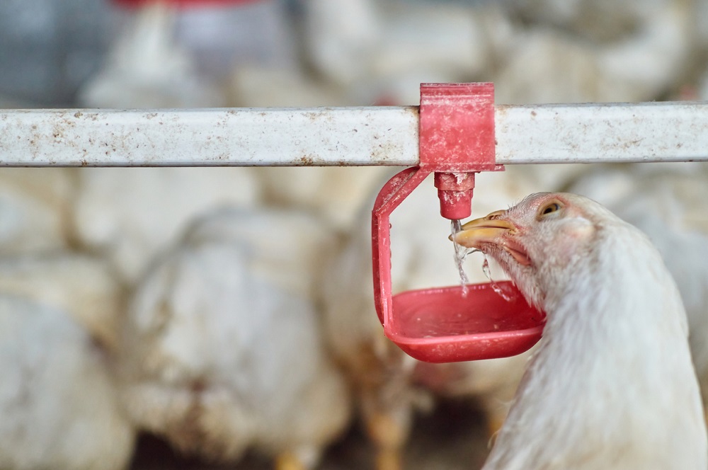 Free range organic backyard broiler Chickens drinking water by nipple drinker, Nicolae Malancea