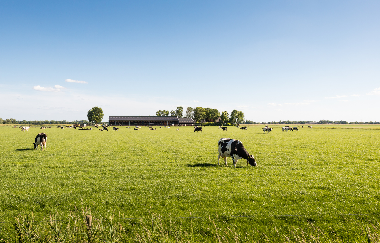 Weiland vergezicht met koeien - Ruud Morijn via iStock