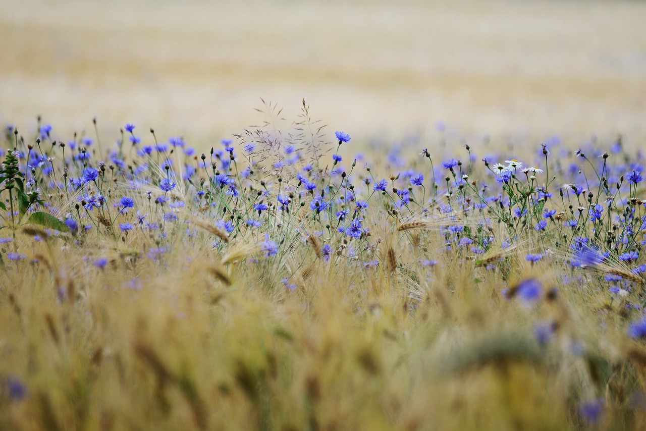 Akker met graan en korenbloemen - congerdesign via Pixabay