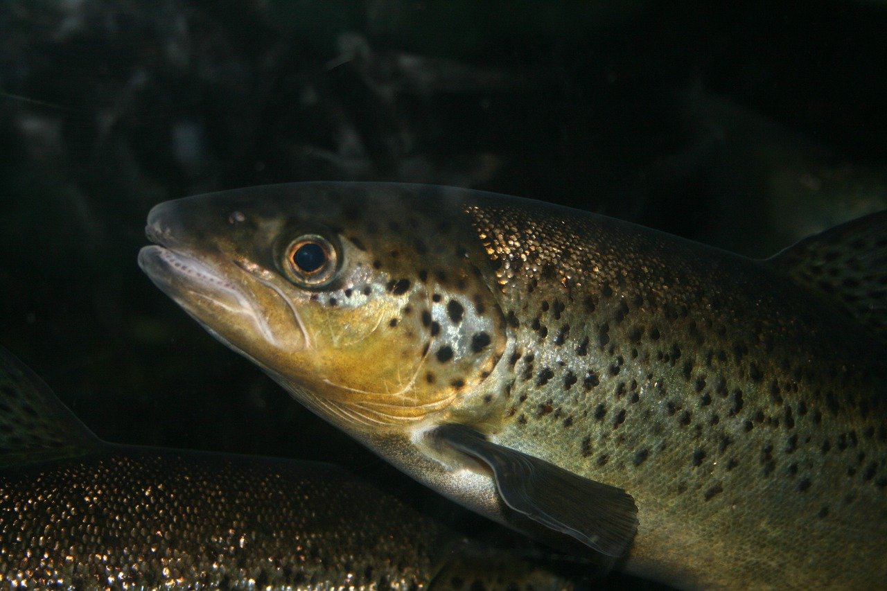 Forel aquacultuur - John French via Pixabay