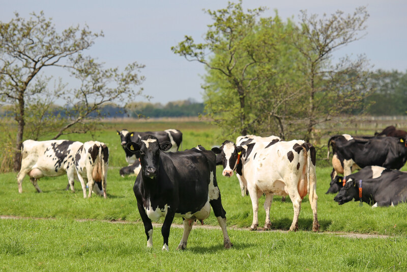 Melkveehouderij, koeien, bomen