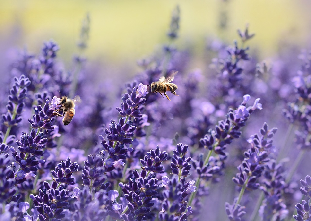 Bijen lavendel - castleguard via Pixabay